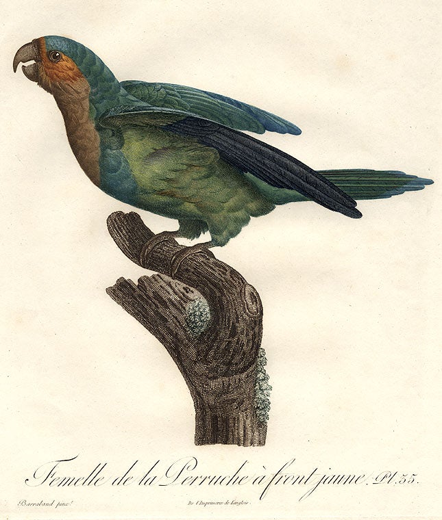 Item #8851 Femelle de la Perruche à front jaune [Brown-throated Conure (Aratinga pertinax)]. Jacques BARRABAND, 1767/.