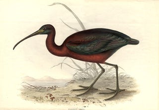 Item #9271 Glossy Ibis. John GOULD