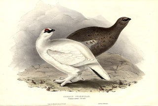 Item #9274 Common Ptarmigan. Lagopus mutus. John GOULD
