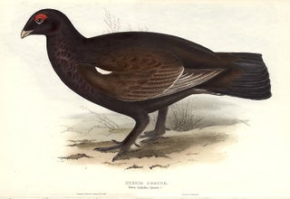 Item #9275 Hybrid Grouse. Tetrao hybridus. John GOULD