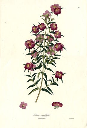 Item #9600 Osbeckia angustifolia. Nathaniel WALLICH