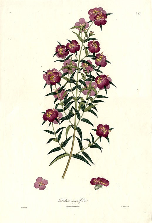 Item #9600 Osbeckia angustifolia. Nathaniel WALLICH.