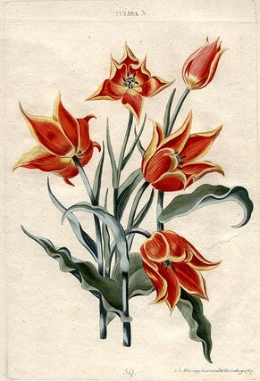 Item #9760 Tulipa X [Plate 56]. Christoph Jakob TREW