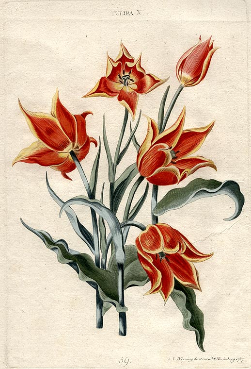 Item #9760 Tulipa X [Plate 56]. Christoph Jakob TREW.