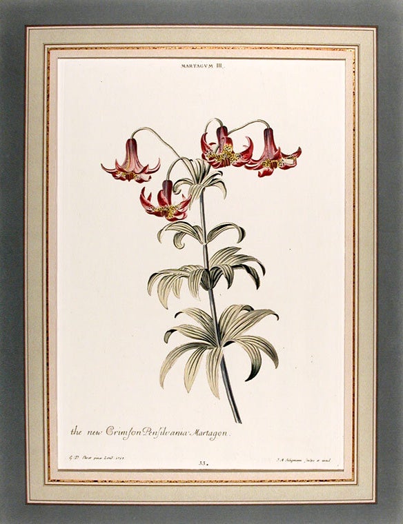 Item #9988 Martagum III, the new Crimson Pensilvania Martagon. Christoph Jakob TREW.