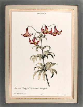Item #9988 Martagum III, the new Crimson Pensilvania Martagon. Christoph Jakob TREW