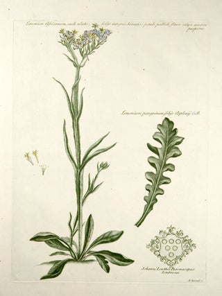 Item #10080 Limonium Africanum, caule alato; foliis integris, hirsutis; petalo pallide flavo...