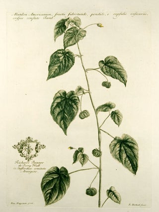 Item #10085 Abutilon Americanum, fructu subrotundo, pendulo, e capsulis vesicariis, crispis...