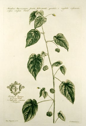 Item #10085 Abutilon Americanum, fructu subrotundo, pendulo, e capsulis vesicariis, crispis...