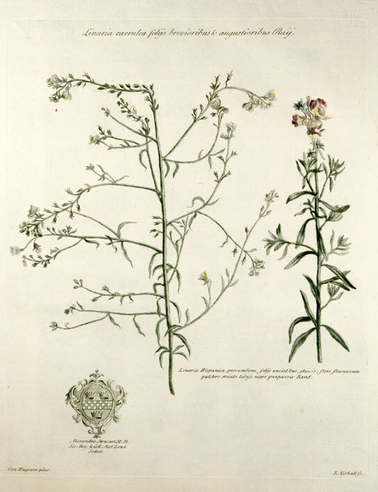 Item #10089 Linaria caerulea folijs brevioribus & angustioribus Raij [Toadflax]; Linaria Hispanica, procumbens, folijs uncialibus glaucis; flore favescente pulchre striato labijs nigro purpureis Rand [Toadflax]. John MARTYN.