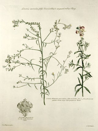 Item #10089 Linaria caerulea folijs brevioribus & angustioribus Raij [Toadflax]; Linaria...