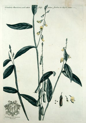Item #10094 Crotalaria Americana caule alato folijs pilosis, floribus in thyrso luteis...