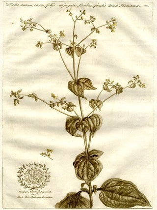 Item #10095 Milleria annua, erecta, folijs conjugatis floribus spicatis luteis Houstoun. John MARTYN