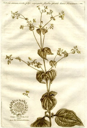 Item #10095 Milleria annua, erecta, folijs conjugatis floribus spicatis luteis Houstoun. John MARTYN