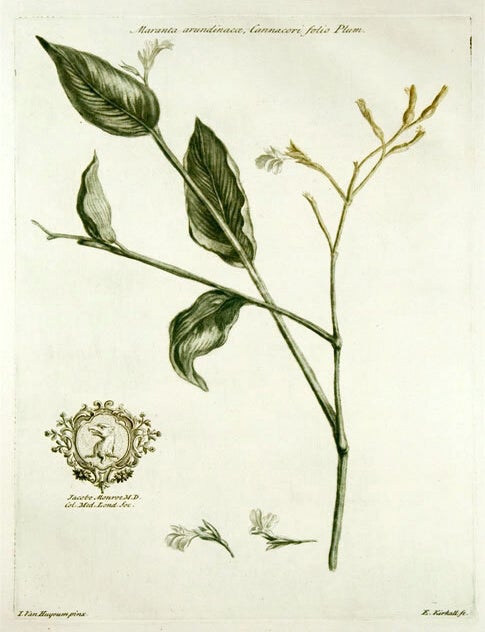 Item #10096 Maranta arundinacae, Cannacori folio Plum [Arrowroot]. John MARTYN.