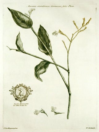Item #10096 Maranta arundinacae, Cannacori folio Plum [Arrowroot]. John MARTYN