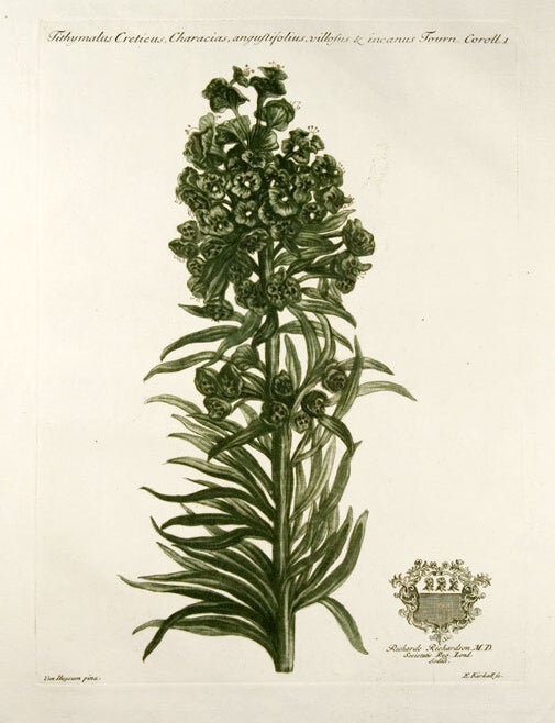 Item #10104 Tithymalus Creticus, Characias, angustifolius, vollosus & incarnus Tourn. Coroll. John MARTYN.
