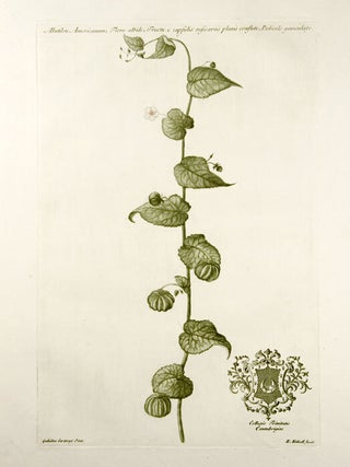 Item #10106 Abutilon Americanum; Flore albido; Fructu e capsulis resicariis planis conflato,...