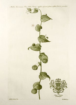 Item #10106 Abutilon Americanum; Flore albido; Fructu e capsulis resicariis planis conflato,...