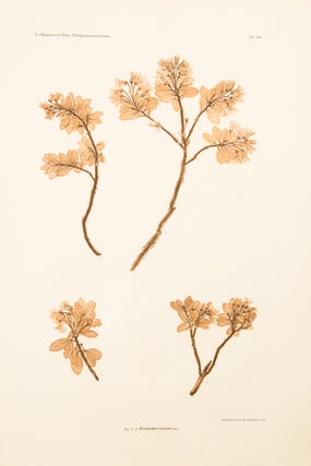 Item #10580 Rhododendron hirsutum. Constantin Freiherr Von ETTINGSHAUSEN, Alois POKORNY