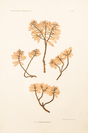Item #10581 Rhododendron ferrugineum. Constantin Freiherr Von ETTINGSHAUSEN, Alois POKORNY