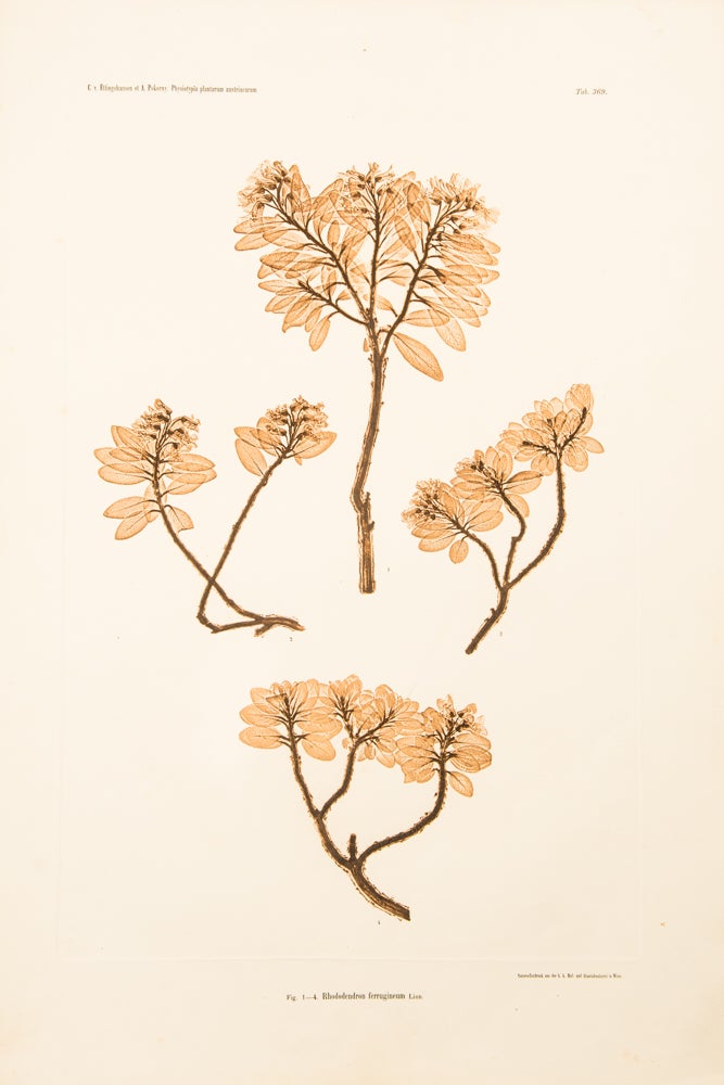 Item #10581 Rhododendron ferrugineum. Constantin Freiherr Von ETTINGSHAUSEN, Alois POKORNY.