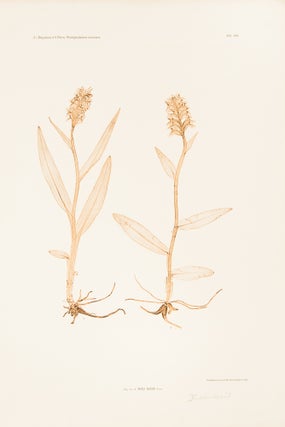 Item #10613 Orchis latifolia. Constantin Freiherr Von ETTINGSHAUSEN, Alois POKORNY