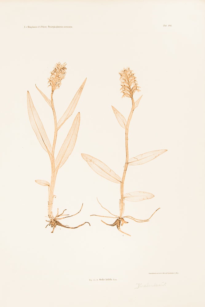 Item #10613 Orchis latifolia. Constantin Freiherr Von ETTINGSHAUSEN, Alois POKORNY.