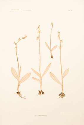 Item #10617 Ophrys muscifera. Constantin Freiherr Von ETTINGSHAUSEN, Alois POKORNY