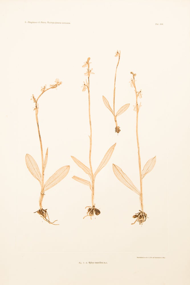 Item #10617 Ophrys muscifera. Constantin Freiherr Von ETTINGSHAUSEN, Alois POKORNY.