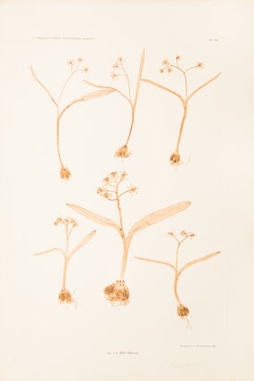 Item #10619 Scilla bifolia. Constantin Freiherr Von ETTINGSHAUSEN, Alois POKORNY