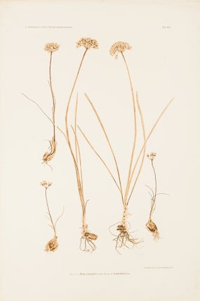 Item #10621 Allium acutangulum. Constantin Freiherr Von ETTINGSHAUSEN, Alois POKORNY
