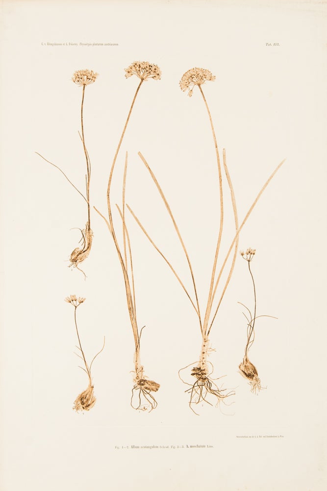 Item #10621 Allium acutangulum. Constantin Freiherr Von ETTINGSHAUSEN, Alois POKORNY.