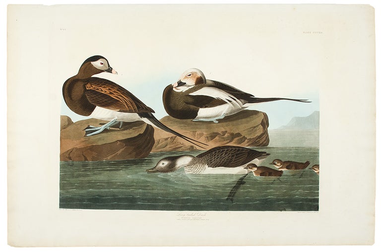 Item #10635 Long-Tailed Duck [Oldsquaw]. John James AUDUBON.