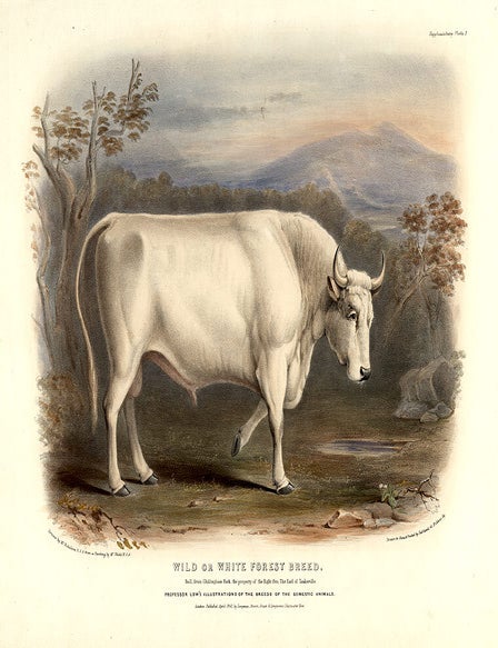 Item #10863 Wild or White Forest Breed. David LOW.
