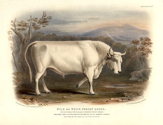 Item #10863 Wild or White Forest Breed. David LOW
