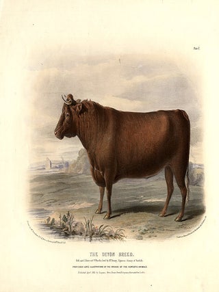 Item #10866 The Devon Breed. David LOW