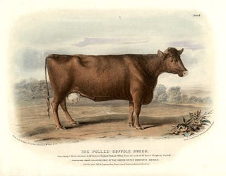 Item #10875 The Polled Suffolk Breed. David LOW