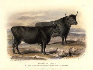 Item #10901 Pembroke Breed. David LOW
