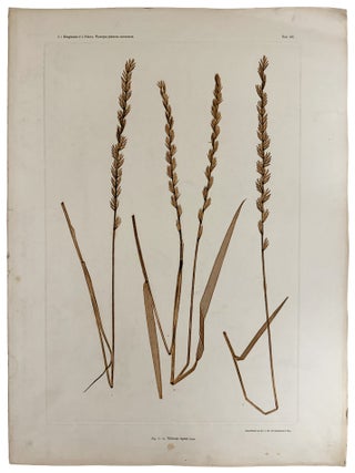 Item #11146 Triticum repens. Constantin Freiherr Von ETTINGSHAUSEN, Alois POKORNY