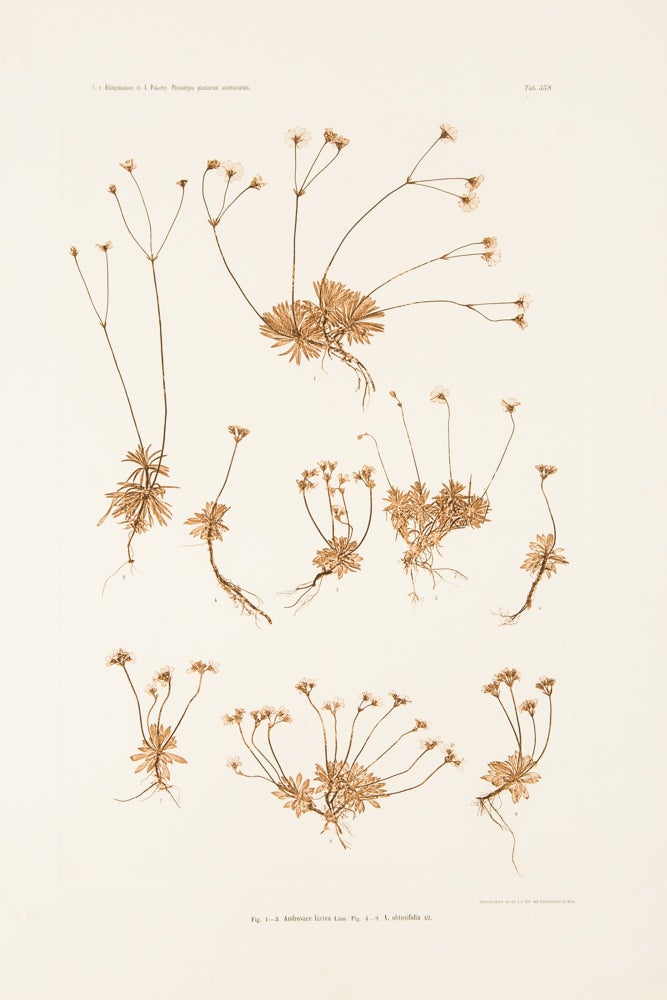 Item #11156 Androsace lactea; A. obtusifolia. Constantin Freiherr Von ETTINGSHAUSEN, Alois POKORNY.
