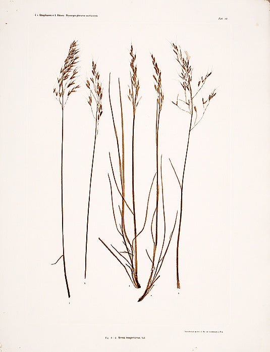 Item #11372 Avena sempervirens. Constantin Freiherr Von ETTINGSHAUSEN, Alois POKORNY.