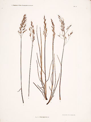 Item #11372 Avena sempervirens. Constantin Freiherr Von ETTINGSHAUSEN, Alois POKORNY