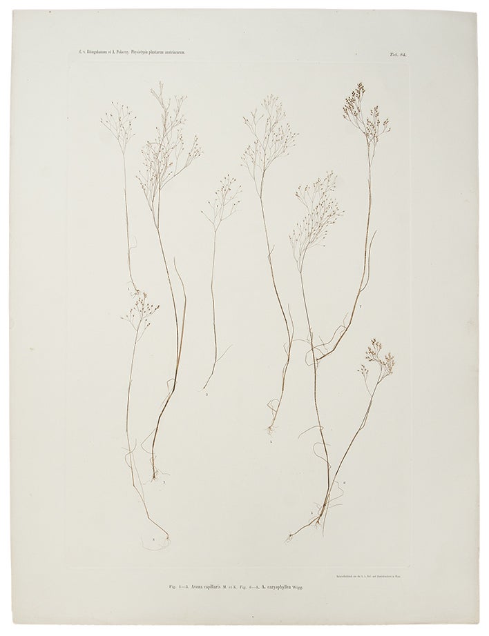 Item #11376 Avena capillaris; A. caryophyllea. Constantin Freiherr Von ETTINGSHAUSEN, Alois POKORNY.