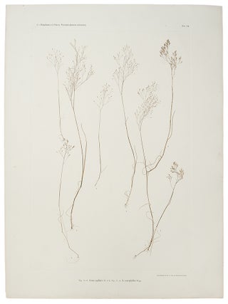 Item #11376 Avena capillaris; A. caryophyllea. Constantin Freiherr Von ETTINGSHAUSEN, Alois POKORNY