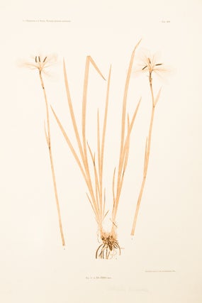 Item #11463 Iris sibirica. Constantin Freiherr Von ETTINGSHAUSEN, Alois POKORNY