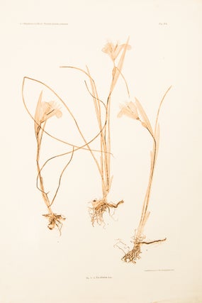 Item #11464 Iris tuberosa. Constantin Freiherr Von ETTINGSHAUSEN, Alois POKORNY