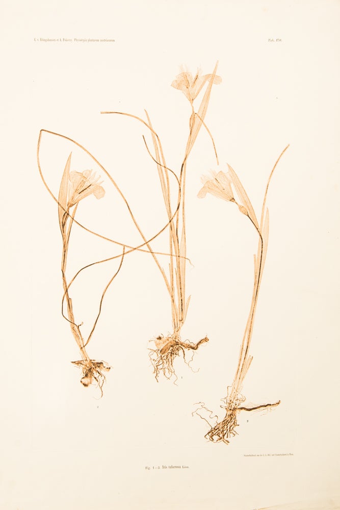 Item #11464 Iris tuberosa. Constantin Freiherr Von ETTINGSHAUSEN, Alois POKORNY.
