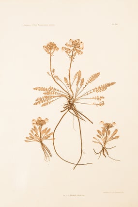 Item #11507 Pedicularis rostrata. Constantin Freiherr Von ETTINGSHAUSEN, Alois POKORNY