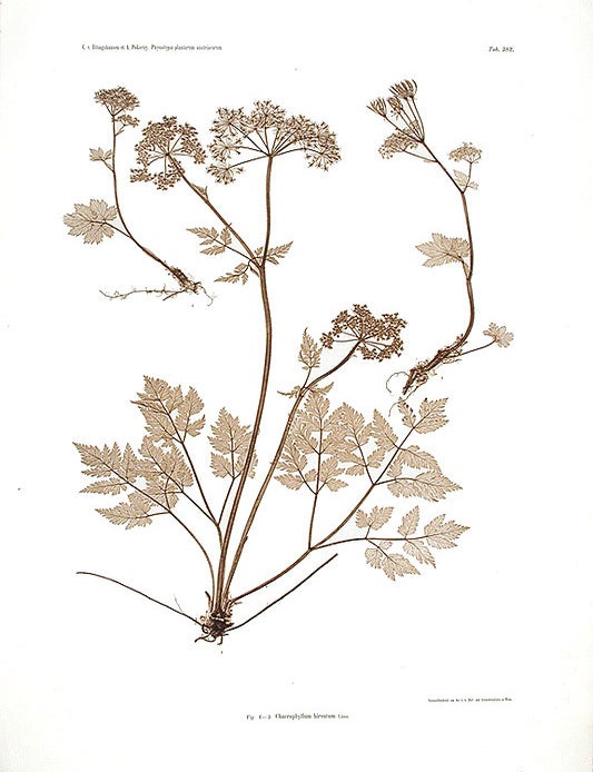 Item #11527 Chaerophyllum hirsutum. Constantin Freiherr Von ETTINGSHAUSEN, Alois POKORNY.